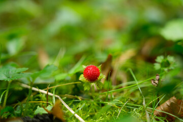 Fragaria vesca, woodland strawberry the wild strawberry outdoors in the nature. European strawberry, Alpine strawberry growing closeup in the green grass