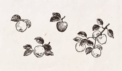 Hand drawn illustration of apples, fruits on branch with leaves, apple harvesting, vintage drawing