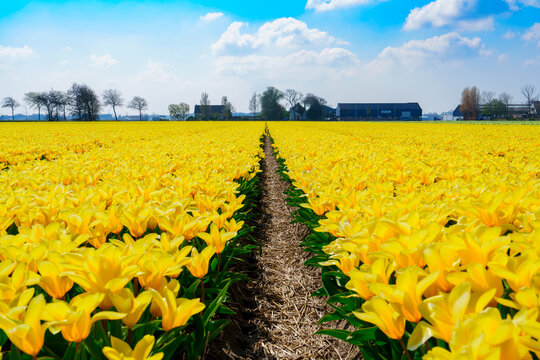 Daffodils in Field Blooming Spring in Netherlands. Yellow daffodil field. Spring dutch daffodil field as a floral background.