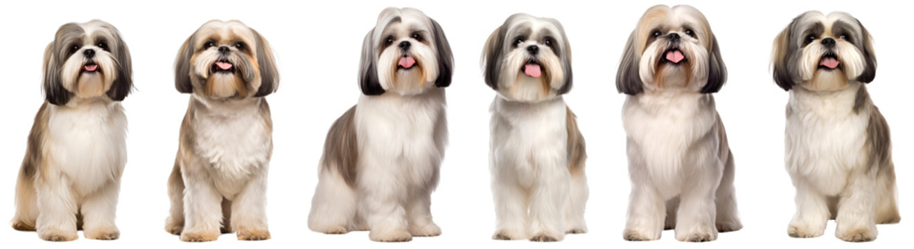 Smiling adult sish tzu dog, pedigree dog breed isolated on transparent background generative ai