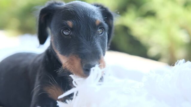 A yag terrier puppy playing with his bedding. The puppy chews things sitting on the floor.