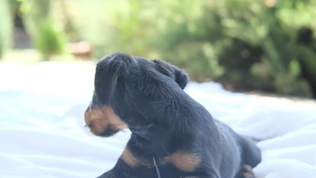 A yag terrier puppy playing with his bedding. The puppy chews things sitting on the floor.