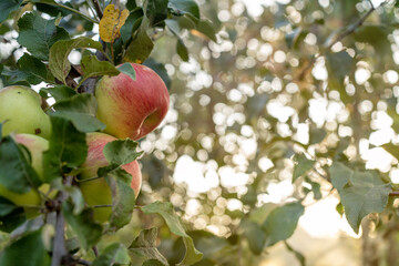 Sun's rays shine through leaves on ripe apples in orchard. Shallow depth of field.