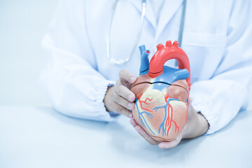 Cardiologist showing anatomy model human heart on white background.Cardiology consultation,...