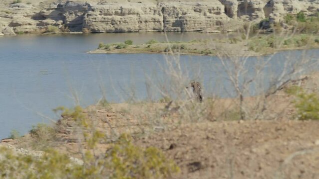 Man flies over lake in jetpack going fast