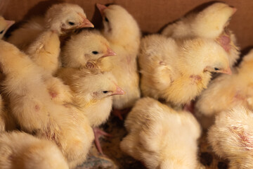 broiler chickens.Pets.Household.Agricultural industry.Home farm.Bird farm.Love for animals and care.Happy animals.Poultry farm.petting zoo.animal protection © KATSIARYNA PALTARACH