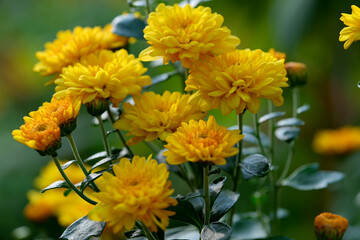 Garden varietal decorative chrysanthemum