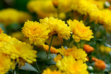 Garden varietal decorative chrysanthemum