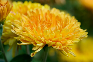 Fototapeta premium Garden varietal decorative chrysanthemum