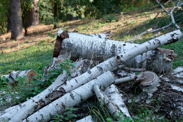 A pile of birch branches and trunks after sanitary cleaning of the forest