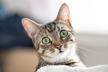 pretty young cat looks funny into the camera