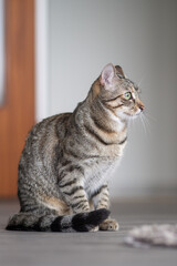 Indoor cat sits and looks scared