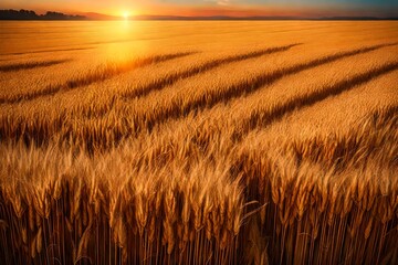 wheat field at sunset 4k HD quality photo.  - obrazy, fototapety, plakaty