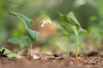 Foto auf Glas lily of the valley in the forest © StefanieMüller
