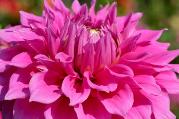 Gorgeous blooming dahlia closeup on a sunny autumn day