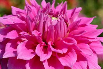 Fototapeta premium Gorgeous blooming dahlia closeup on a sunny autumn day