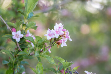 Weigela branch with pink flowers