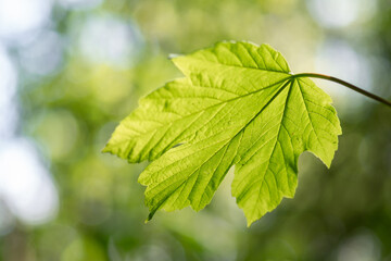 Fototapeta na wymiar Detail shot of a maple leaf
