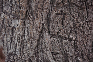The texture of real wood of the Poplar. For texture and background use. Poplar trunk skin and surface. Skin the bark of a tree that traces cracking. Brown tileable texture of the old tree.