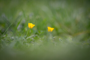bright yellow buttercup isolated with a beautiful green nature background
