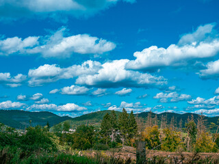 Landscape shot of a German forest with cloudy sky