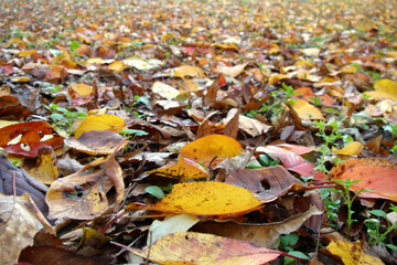 土に還っていく落葉、ローアングル。