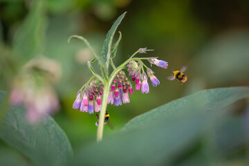 Beautiful pink purple flowers from a comfrey plant - with bumblebees