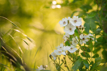 Cherokee rose against glowing nature background