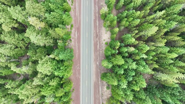 A lonely road leads through a seemingly endless forest in the Pacific Northwest.