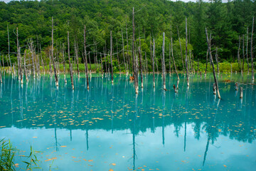 Shirogane blue pond, colour is thought to result from colloidal aluminium hydroxide in the water, Biei, Kamikawa Subprefecture, Hokkaido, Japan