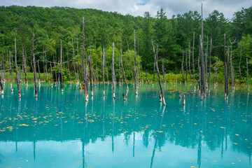 Shirogane blue pond, colour is thought to result from colloidal aluminium hydroxide in the water, Biei, Kamikawa Subprefecture, Hokkaido, Japan