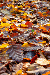 Colorful autumn leaves covering the ground, perspective vertical view