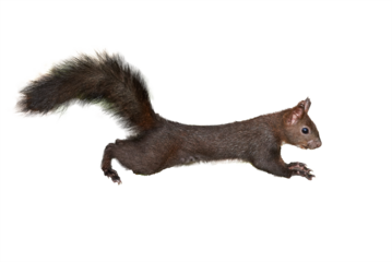 Eurasian red squirrel isolated on white background (Sciurus vulgaris)