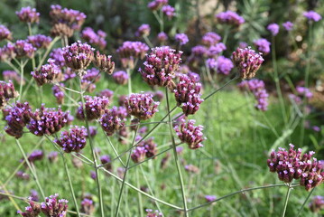 Verbena bonariensis au jardin en &eacute;t&eacute;