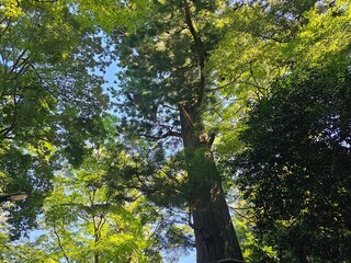 tree in the forest
