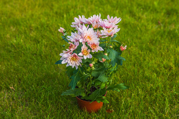 Beautiful view of pot of chrysanthemum flowers standing on green lawn in garden.