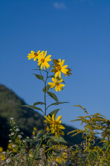 Yellow flowers of The Jerusalem artichoke (Helianthus tuberosus). Flowering sunroot, sunchoke, wild sunflower, topinambur or earth apple.