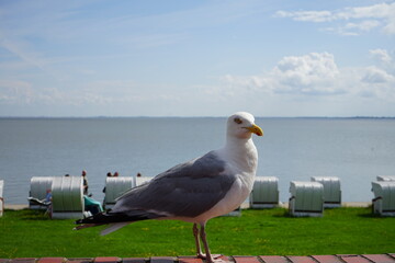 seagull on the pier