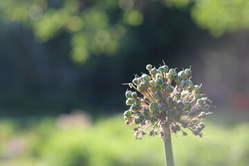 the faded inflorescence of a decorative onion