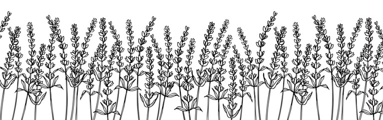 Fototapeta na wymiar Lavender seamless Border on isolated background. Hand drawn vector illustration of Provence flowers for Frames. Floral pattern for banner for botanical design. Line art engraving painted by black inks