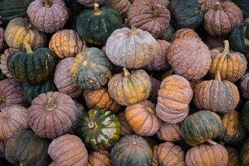 Futsu black heirloom pumpkins - 652940442