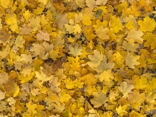 Golden autumn leaves cascade in a vibrant tapestry, painting nature with hues of joy and change. Sun-kissed yellow leaves dancing in the crisp autumn breeze, a radiant farewell