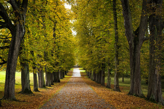 Autumn path  in Ludwigsburg park