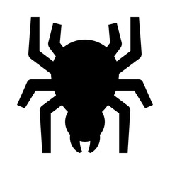 Obraz premium Spider
