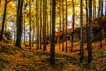 walk through the autumn landscape