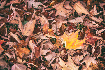 Closeup of fallen autumn maple tree leaves on the ground. Fall nature background.
