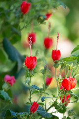 Red Turk’s Cap (Malvaviscus arboreus) flowers blooming in the garden, in Texas summer. The...