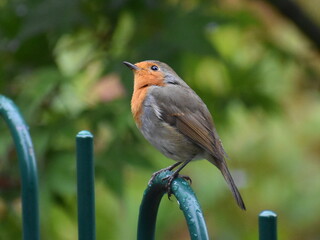 European Robin looking up
UK