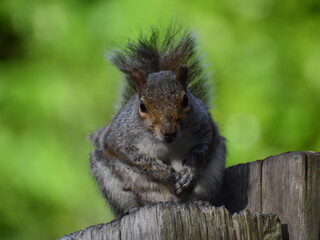 Grey Squirrel looking straight at the camera 