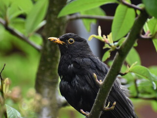Blackbird in a tree 